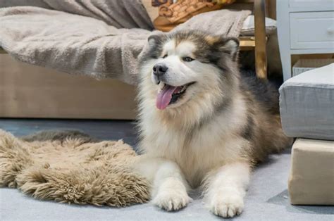Malamute Vs Husky: The Battle For An Ice Throne