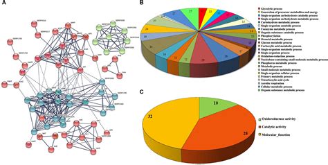 Frontiers Deciphering The Antibacterial Mode Of Action Of Alpha