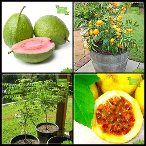 Creative Farmer High Quality Seeds Combo Tree Seeds Psidium Guava Lemon Seeds Curry Tree