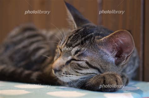 眠る子ねこ 写真素材 6337186 フォトライブラリー Photolibrary