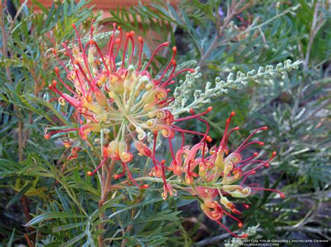 Grevillea Robyn Gordon One Of The Many Grevillea Species Very