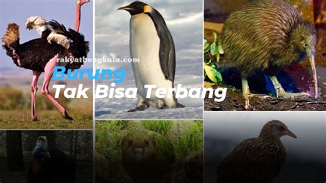 Fakta Unik Jenis Burung Ini Punya Sayap Tapi Tidak Bisa Terbang