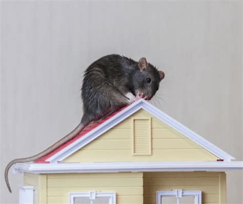 What Are Roof Rats And How Do You Get Rid Of Them Restoration Roofing