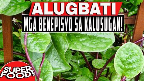 ALUGBATI Mga Benepisyo Sa Kalusugan Superfoods YouTube