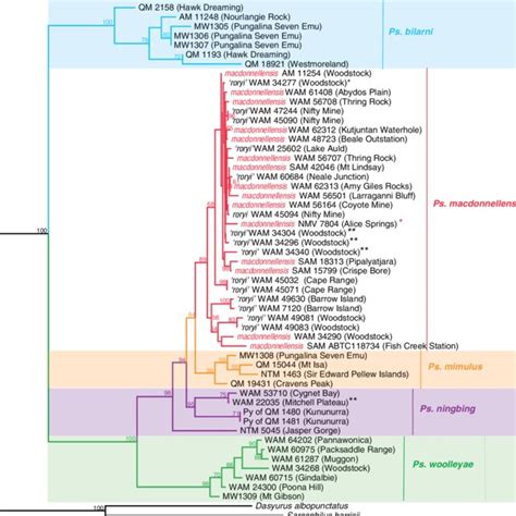 Phylogenetic Tree Derived From Bayesian Analysis Of Sequence Data