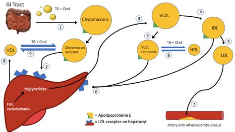 Schematic Representation Of The Lipid Metabolism 1 Triglycerides And