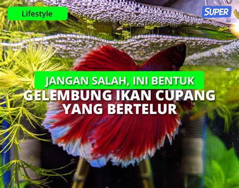 Ciri Gelembung Telur Ikan Cupang Cara Merawat Yang Benar