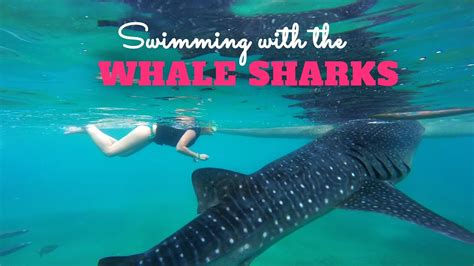 Snorkeling With Whale Sharks In Oslob Philippines Gopro Hero Black