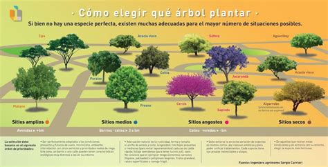 Tabla interactiva que te ayudará a elegir qué árbol plantar