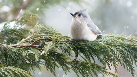 Christmas Bird Count Dates 2024 Buffy Coralie