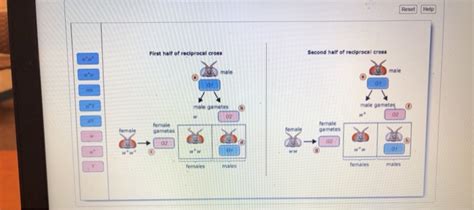 Part A Experimental Technique Reciproc Crosses