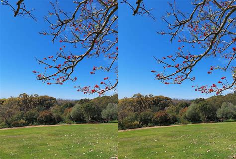 Today in Kirstenbosch, Cape Town : r/CrossView