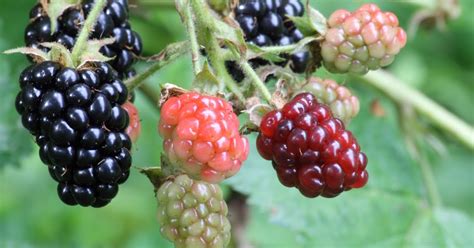 How To Get A Bigger Dick Naturally At Home Penis Enlargement 3 Sex Foods That Increase