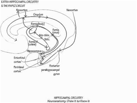 Hippocampus Circuitry Youtube