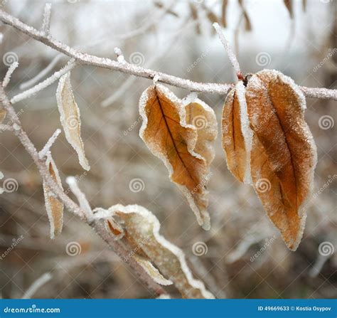 Frozen Brown Autumn Leaves Covered With Frost Closeup Stock Image