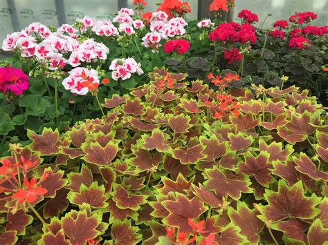 Fancy Leaf Geraniums Wells Medina Nursery