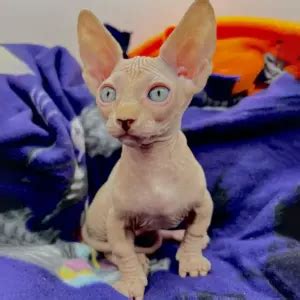 Available Kittens Naked Sphynxery