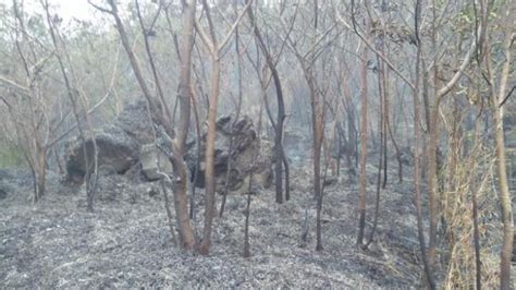 Angin Kencang Kebakaran Di Lereng Gunung Sumbing Meluas Hingga