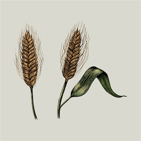 Illustration of fresh wheat crops - Download Free Vectors, Clipart Graphics & Vector Art