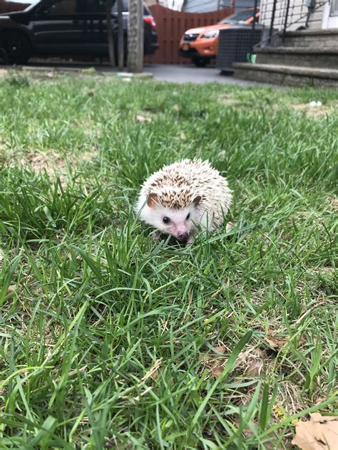 tips for hedgehog losing weight fast 6