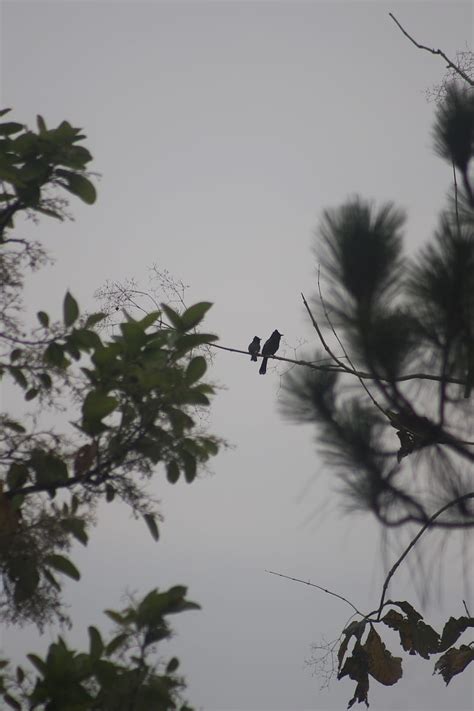 Bird Flying Over The Tree During Daytime Hd Phone Wallpaper Peakpx