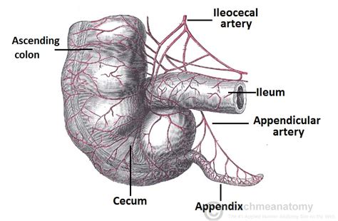 Appendix Diagram Location