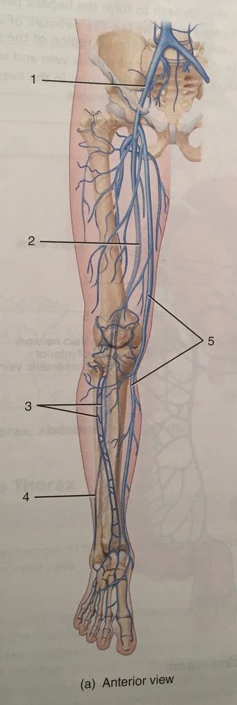 Veins Of The Lower Limbs Part 1 Diagram Quizlet