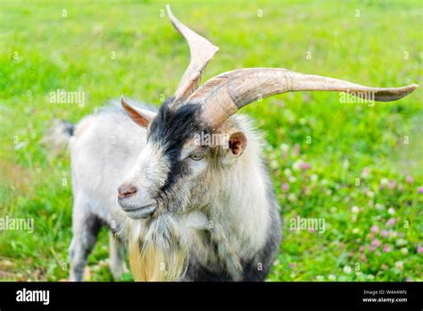 Pet Adult Male Goat On The Farm Stock Photo Alamy