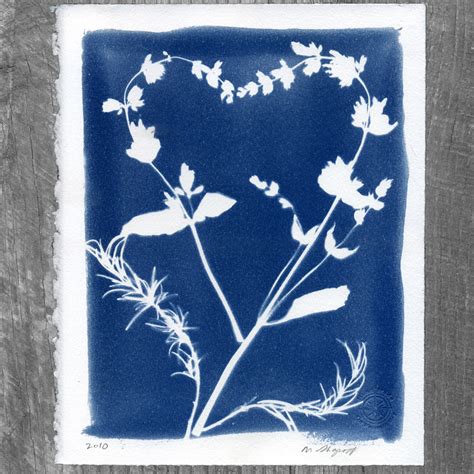 Cyanotype Photography