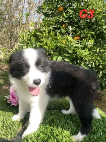 Pure Australian Border Collie Puppies For Sale, Sydney