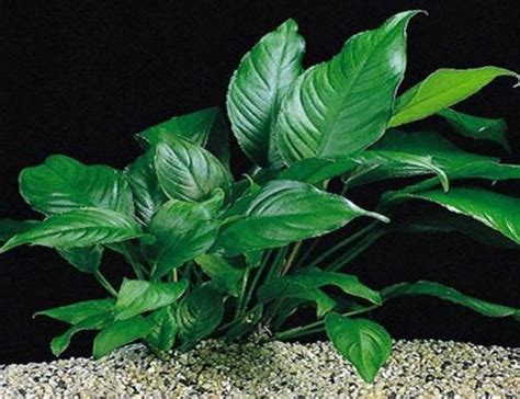 Anubias Caladifolia Aquarium Plant | Arizona Aquatic Gardens