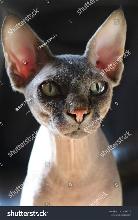 Portrait Playful Nude Cat Called Sphinx Stock Photo Edit Now 1301658070