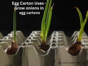 25 Eggcellent Egg Carton Uses You May Not Have Thought Of Learn