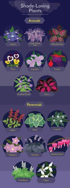 How To Overwinter Coleus Plants Indoors 2 Easy Ways Plants