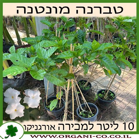 טברנה מונטנה 10 ליטר - למכירה - מחיר - אורגניקו