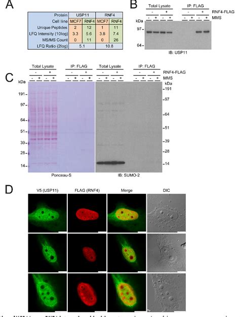 Figure 2 From Ubiquitin Specific Protease 11 USP11 Deubiquitinates