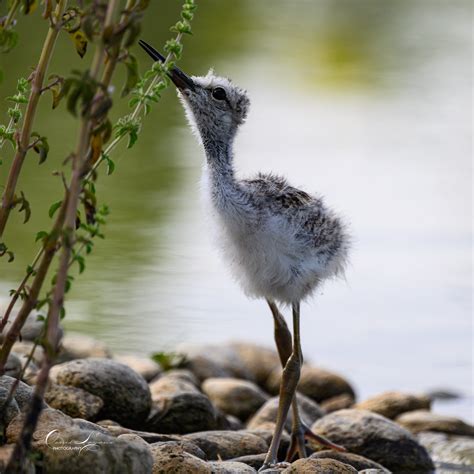 Petit Mais Vorace Echasse Blanche Domaine Des Oiseaux Flickr