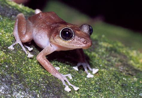 Puerto Rican Coqui - National Endangered Species Day ⋆ Local Guest