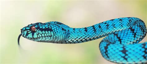 Premium Photo | Blue Viper Snake