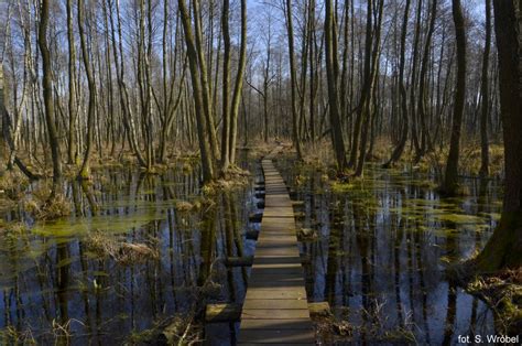 Poleski Park Narodowy Polskie Parki Narodowe