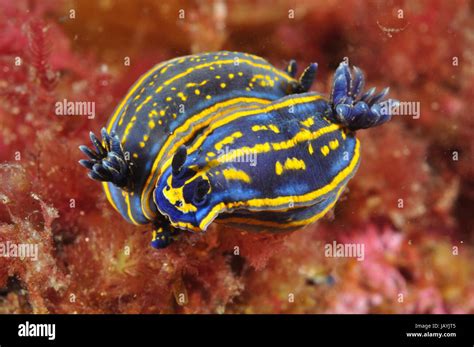 Dos Babosas De Mar Hypselodoris Cantabrica Apareamiento En El