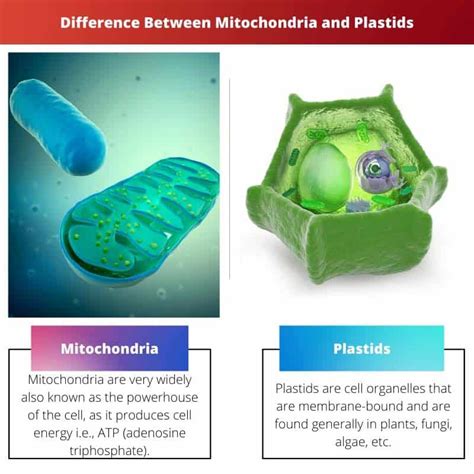 Mitochondria Vs Plastids Difference And Comparison