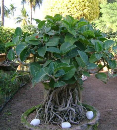 Ficus Benghalensis Bengal Fig Banyan Tree East Indian Fig Quinta Dos Ouriques