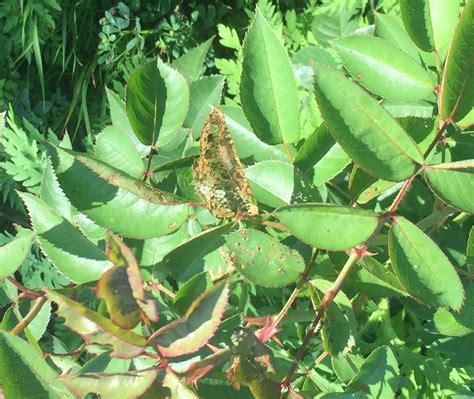 Japanese beetles damage plants in Outagamie County | WLUK