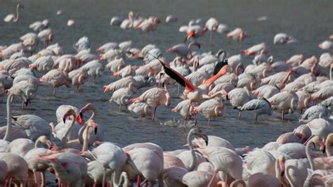 La Albufera Recibe A Los Primeros Flamencos Dispuestos A Pasar El