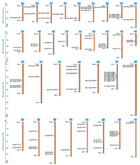 Genomic Distribution Of Almt Genes In Brassica Napus Brassica Rapa And