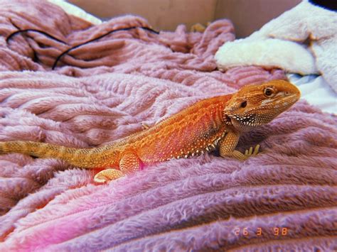 Ящерица 😚 | Lizard, Animals