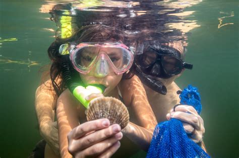 Scalloping Season Starts In Crystal River Homosassa Florida