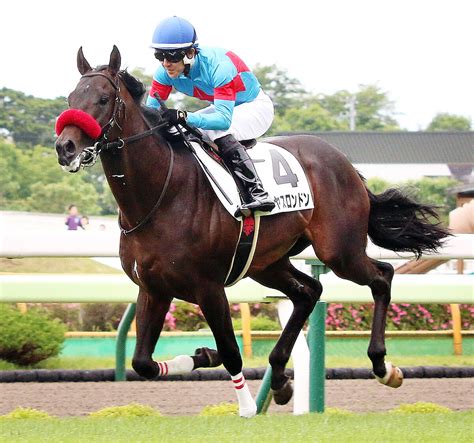 【函館5r・2歳新馬】断然人気のタヤスロンドンが初陣v 丹内祐次騎手「1頭にならない方が真面目に走る」 ライブドアニュース