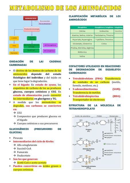 Metabolismo De Los Amino Cidos Leslie Carhuaz Udocz